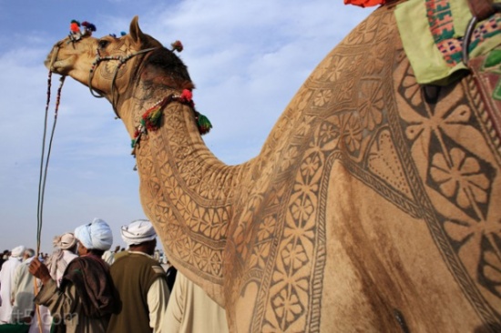فن النقش على الجمال ( صور )