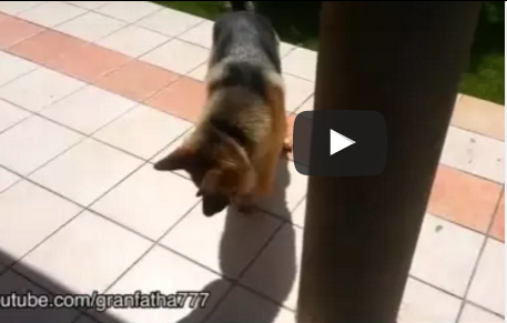 شاهد.. لقطات طريفة للكلاب تطارد ظلها