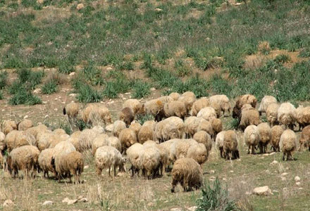 شكوى من تعطل القبان بمركز صرف الأعلاف بعجلون شكوى من تعطل القبان بمركز صرف الأعلاف بعجلون