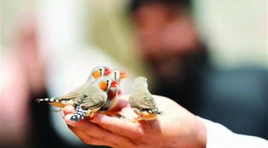 شاب سعودي يعيش مع 500 طائر تحت سقف واحد