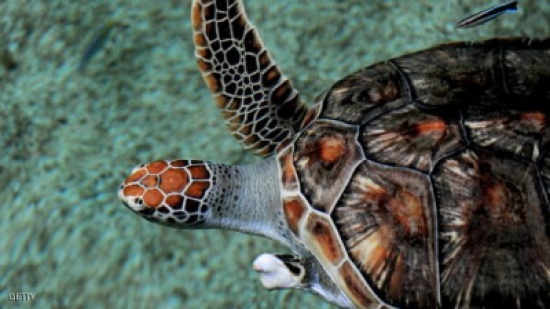 إنقاذ سلحفاة بحرية نادرة بالولايات المتحدة