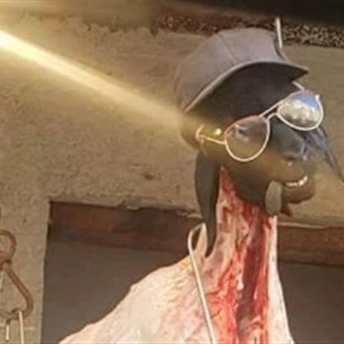 جزار يروج لبيع لحم الخراف بطريقة طريفة جزار يروج لبيع لحم الخراف بطريقة طريفة