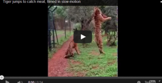 بالفيديو: نمر يطير في الهواء للحصول على اللحم