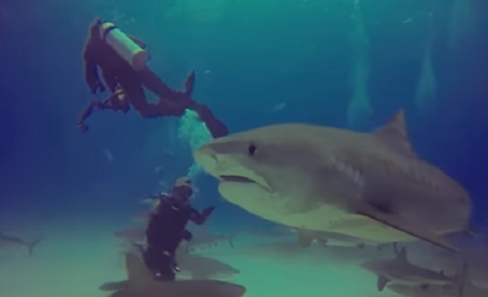 بالفيديو: سرعة بديهة غطاس تنقذ زميله من سمكة قرش ضخمة