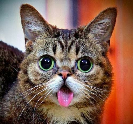 بالصور: القط الأكثر سحرا وغرابة في العالم