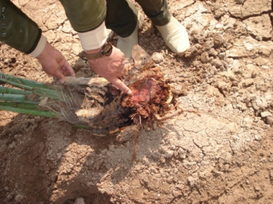 دورة تدريبية عن زراعة النخيل براتب 200 دينار شهريا