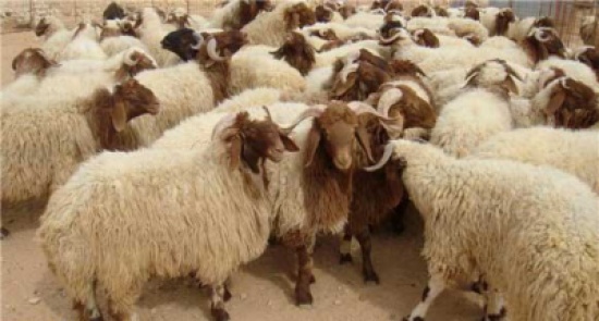زراعة الاغوار الشمالية تستكمل ترقيم حيازات المواشي الجديدة زراعة الاغوار الشمالية تستكمل ترقيم حيازات المواشي الجديدة