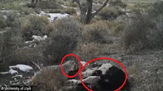 في فيديو نادر .. لقطات لحيوان غريب يدفن بقرة