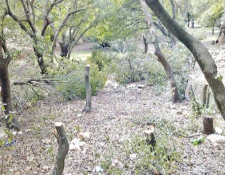 لجنة عجلون الامنية: الاعتداء على الغابات قضية وطنية