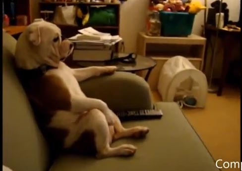 حيوانات تتصرف مثل البشر