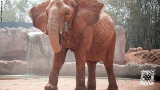 فيل يُلقي حجرًا على طفلة في حديقة الحيوانات الرباط ويتسبّب في مصرعها