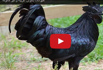 مخلوقات تلفت الأنظار بألوان غريبة