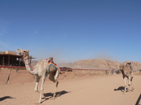 انطلاق فعاليات مهرجان الشيخ زايد لسباق الهجن السادس بوادي رم الثلاثاء