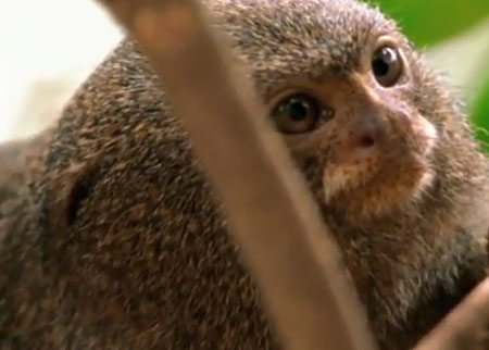 القرد الصغير