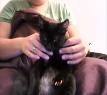 التدليك يجعل قطة تغفو