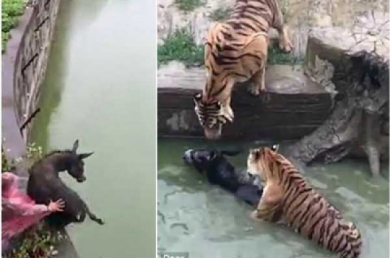 بالفيديو: يلقون بحمار حي في بركة مياه لإطعام نمور جائعة