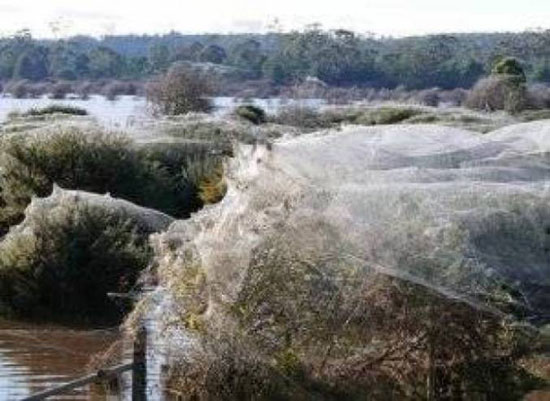 فيديو| عناكب تشكل شبكة عملاقة لسبب غريب