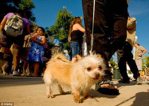 بالصور : ثعبان البايثون ابتلع كلبة الشيواوا