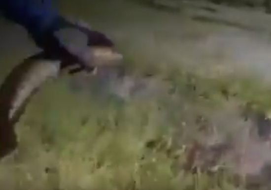 فيديو: أفعى تفاجئ صياد أسماك بمحاولة أخذ سمكته في تايلاند