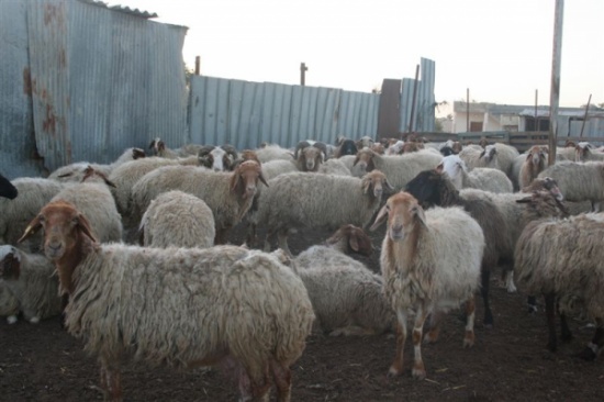 محافظ مأدبا : منع دخول المواشي بمحمية الحمرة تدريجيا محافظ مأدبا : منع دخول المواشي بمحمية الحمرة تدريجيا