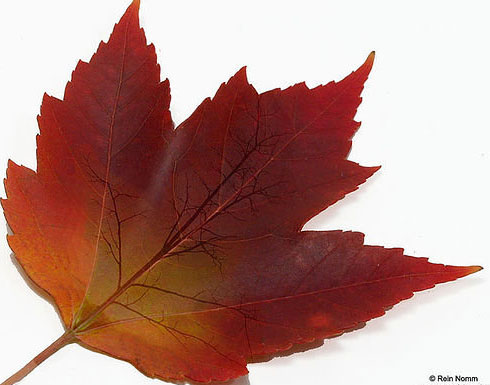 موقع إسرائيلي: شكري ونتنياهو استخدما فلسطين "ورقة توت" ومحور نقاشهما كان الأسد