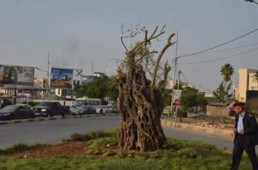 جدل عقب نقل زيتونة عمرها 800 عام من سحم إلى إربد جدل عقب نقل زيتونة عمرها 800 عام من سحم إلى إربد