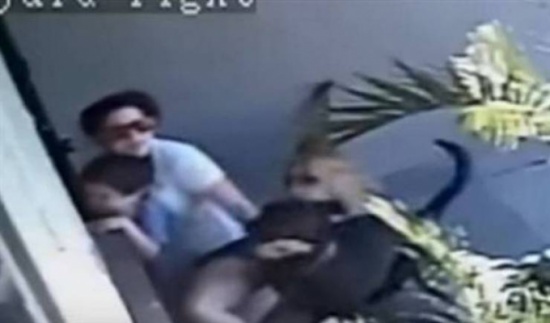 شاهد..  أم تحمي طفلها من هجوم كلبين متوحشين