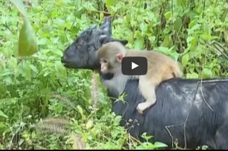 بالفيديو.. ماعز تتبنى قردا يتيما