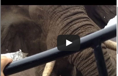 فيل "غاضب" يهاجم سيارة سياح