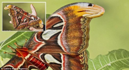 فراشة تتحول إلى "كوبرا" عندما تشعر بالخطر