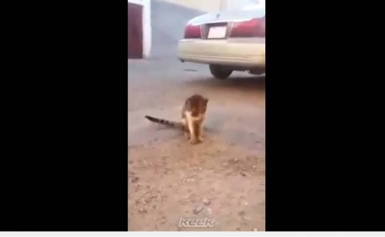 فيديو : قط يقول عبدو