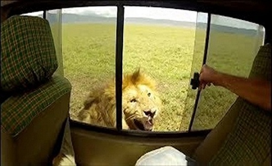 شاهد ماذا حدث لسائح متهور حاول لمس أسد (فيديو)