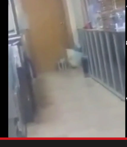 بالفيديو: قطط تلتهم الأطعمة بمحل شهير بـ "عريجاء الرياض".. والأمانة تسارع بإغلاقه بالفيديو: قطط تلتهم الأطعمة بمحل شهير بـ "عريجاء الرياض".. والأمانة تسارع بإغلاقه