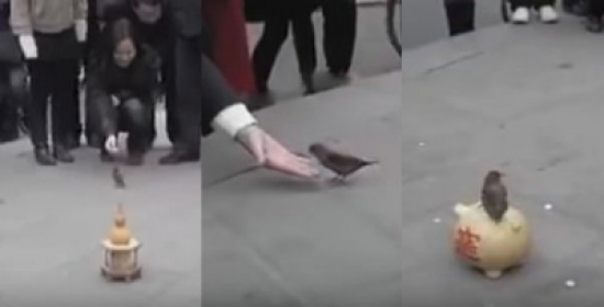 لن تصدق ماذا يفعل هذا العصفور لكسب لقمة العيش