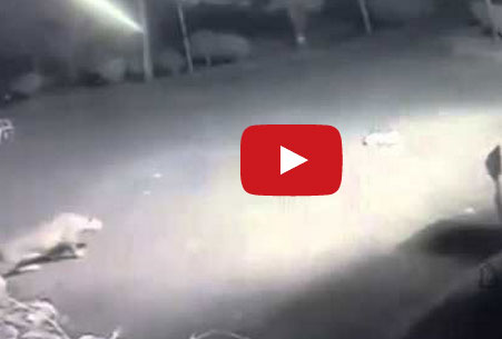 فهد يفترس كلبا نائما