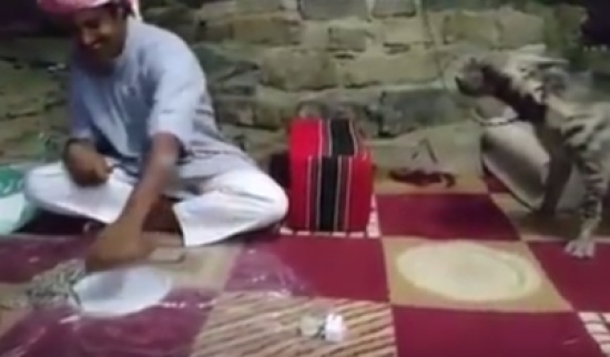 بالفيديو: شاب سعودي يقتني ضبع كحيوان أليف ويقوم بسلخ أفعى حية