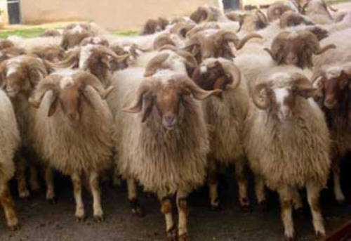 بدء حملة في فقوع حول اثر البلاستيك على الثروة الحيوانية