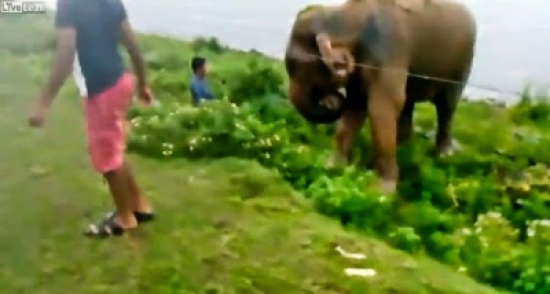 فيديو: فيل يدهس شابًا مخمورًا ألقى بنفسه أمامه