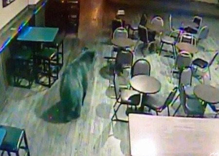 دُب ضخم يتجول في حانة أمريكية