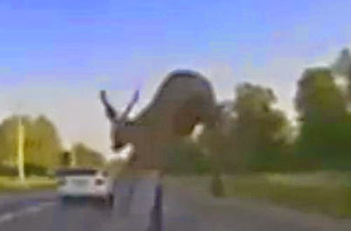 غزال يهرب من كلاب برية تصدمه سيارة مسرعة