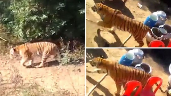 بالفيديو: نمر يهاجم حفل زفاف بالهند ويقلبه إلى صراخ وعويل