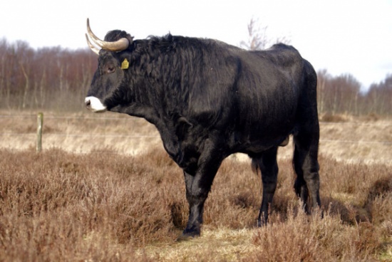 بعد إربد .. ثور هائج في جرش والأمن يتمكن من ذبحه