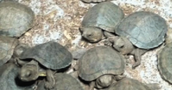 10 آلاف سلحفاة بحقائب مسافرين