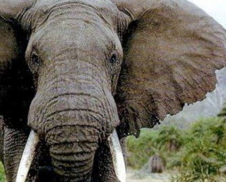 فيل يقتل طفلة رشقا بحجر في الرباط!