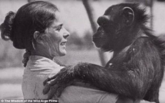 شاهد..  لحظة تعرف "شمبانزى" على مربيته بعد فراق 25 عاما