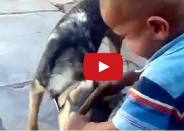 معركة طريفة بين طفل وكلب