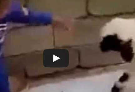 طفل خائف من خروف