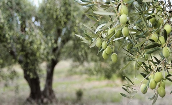 احتفال باليوم الوطني لقطاف الزيتون بالكرك ويوم ترفيهي للأطفال بغور المزرعة احتفال باليوم الوطني لقطاف الزيتون بالكرك ويوم ترفيهي للأطفال بغور المزرعة