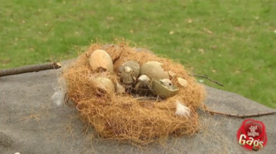 مقلب عش العصافير