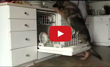 بالفيديو: كلب ينظف الصحون بمهارة